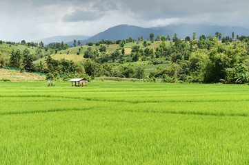 Fototapeta premium Rice field with mountain background under sky with cloud