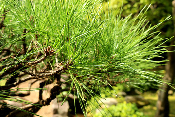 Japanese brack pine tree