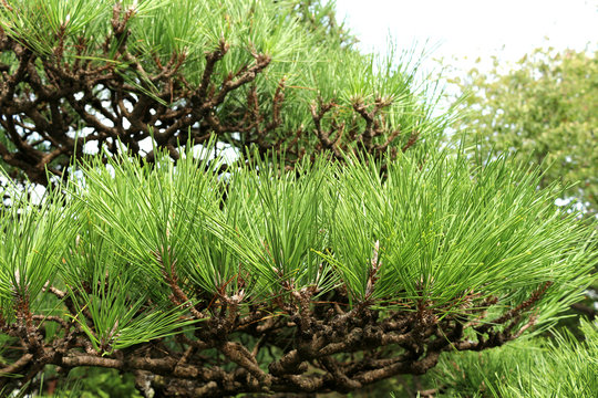 Japanese brack pine tree