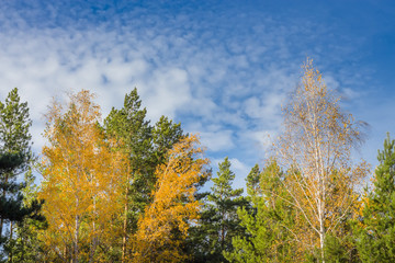 Fototapeta na wymiar Осенний лес на фоне неба. Россия,Сибирь,Новосибирская область