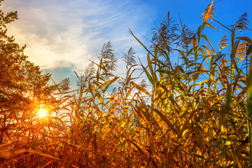 Красный осенний закат сквозь прибрежный тростник (Phragmites australis). Россия,Сибирь,Новосибирская область