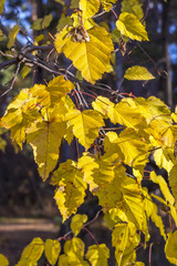 Obraz premium Клён татарский,Черноклён,Неклён (Acer tataricum). Осенняя ветка с жёлтыми листьями