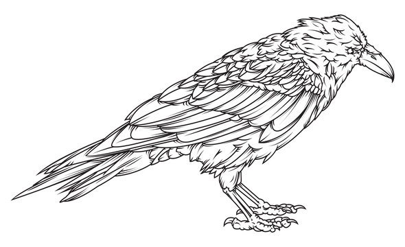Raven Line drawing / Easy to edit isolated raven, eps 10 high res JPG included