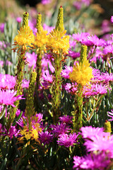 Fynbos, unique to South Africa
