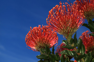 Yellow and red pincushion, proteas, Cape Town.