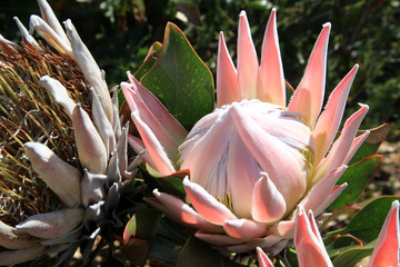 Protea, Kirstenboch Botanical Garden, Cape Town