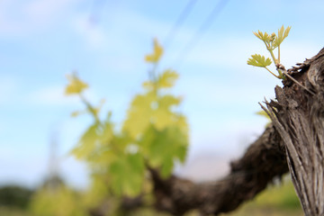 Vineyards making new leaves. New season.