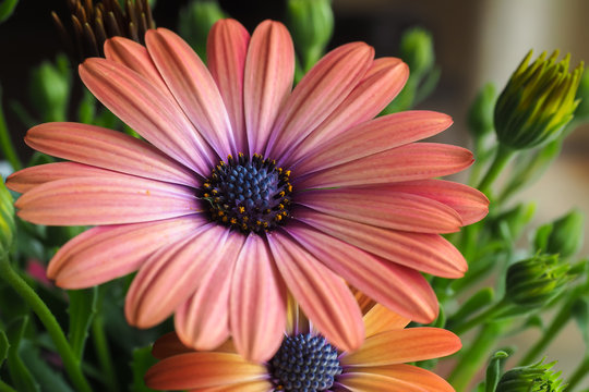 Daisy Orange Pink 1