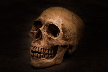 Human skull