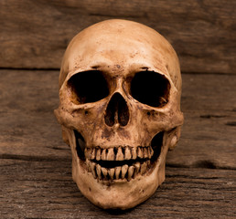 Human skull