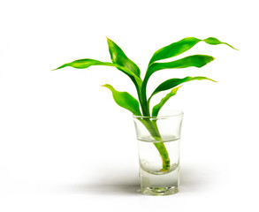 Dracaena braunii plants in flower glass on white background