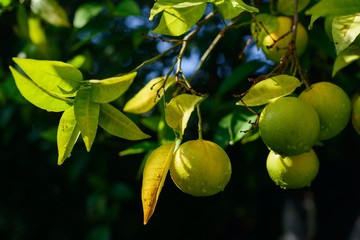 Lemons on a branch in the garden. Corfu. Greece