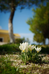 Flowers on the background of the monastery. Corfu. Greece
