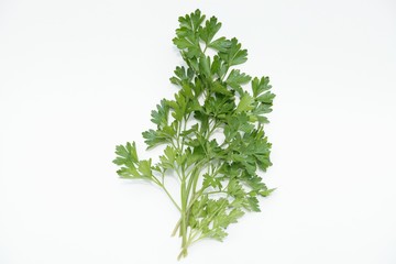 パセリ白バックイタリアンパセリハーブ香草野菜