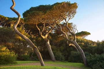 Maritime Pine tree group. Baratti, Tuscany.