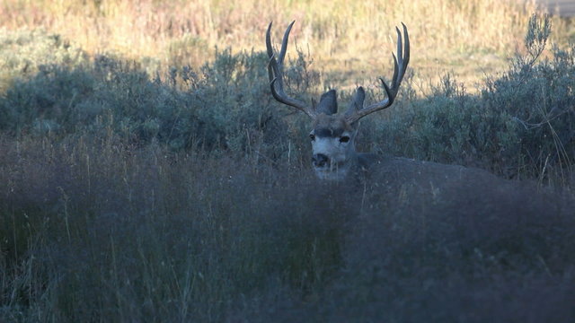 Mule Deer buck laying down P HD 2679