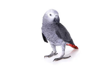 Crédence de cuisine en verre imprimé Perroquet  african gray parrot