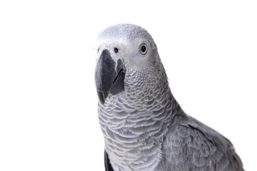  african gray parrot