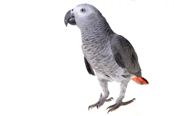 Cercles muraux Perroquet perroquet gris d& 39 Afrique