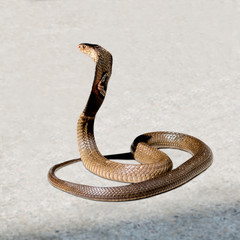 Cobra on the floor