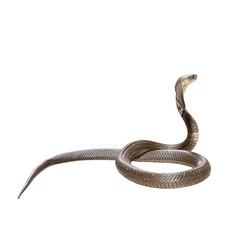 Obraz premium King cobra