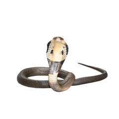 King cobra