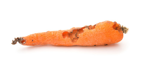 rotten carrot bited by insect on a white background