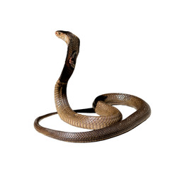 Fototapeta premium King cobra