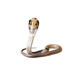 King cobra