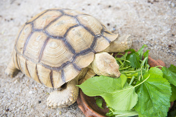 giant turtle eating vegetables in tray