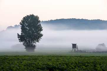 Baum und Hochsitz im Morgennebel