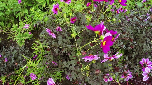 Flower Garden in city park