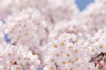 満開の桜の花