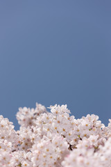 満開の桜の花