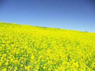 Obraz premium 春の江戸川土手に咲く満開の菜の花と青空風景