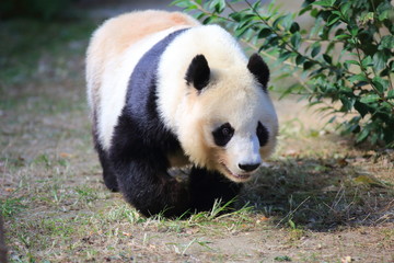 Obraz na płótnie Canvas Giant panda (Ailuropoda melanoleuca)