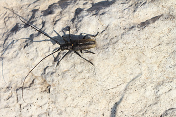 Вeetle 
of Cerambycidae on a stone outdoors
 