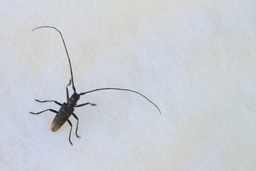 Вeetle 
of Cerambycidae on a stone outdoors
 