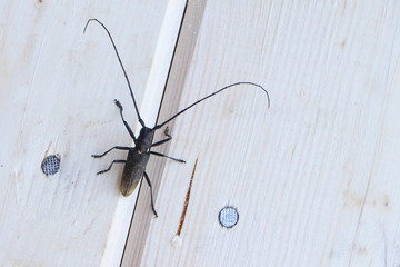 Вeetle 
of Cerambycidae on a stone outdoors
 