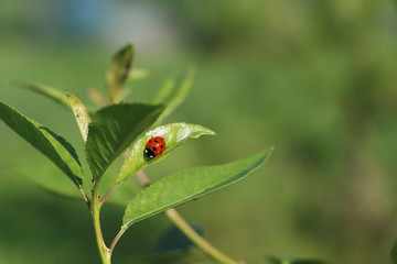 The ladybug sitting on a leaf against a grass