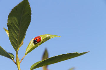 The ladybug sitting on a leaf against the blue sky