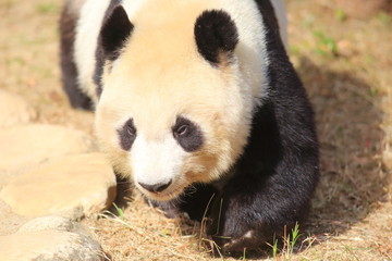 Obraz premium Giant panda (Ailuropoda melanoleuca)