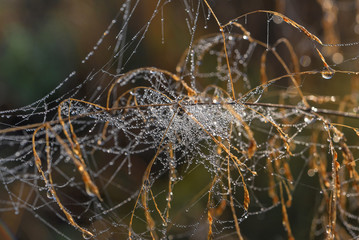 horror cobweb, isolated on background, nature