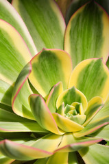 Echeveria Leaves Variegated 1