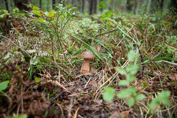 Fototapeta premium mushroom in the forest