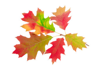 Naklejka na ściany i meble Branch of autumn red oak on a light background
