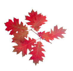 Branch of autumn red oak on a light background