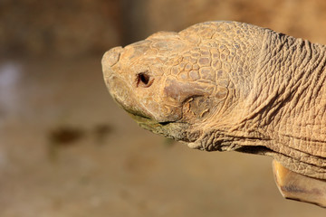 Obraz premium African spurred tortoise (Geochelone sulcata)