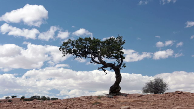 Desert lone cedar tree on sandstone mountain top HD 9911