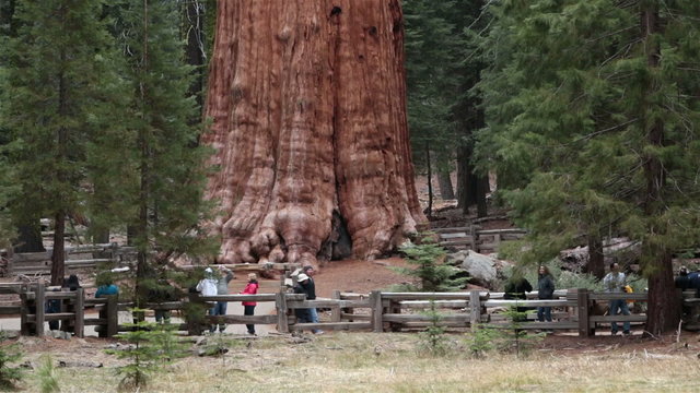 Tourists Sequoia National Park General Sherman Tree HD 6450